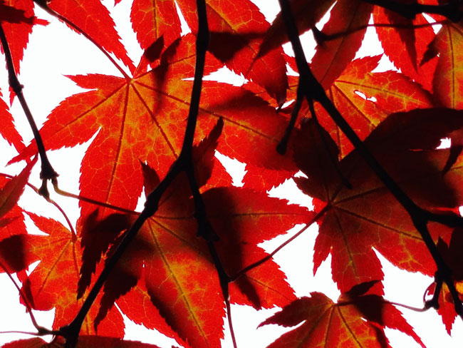 Red ‘Acer’ leaves