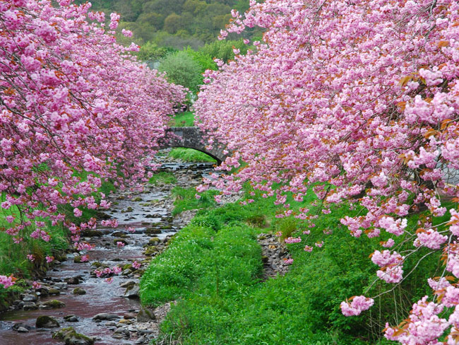 Pink cherry blossom and stream