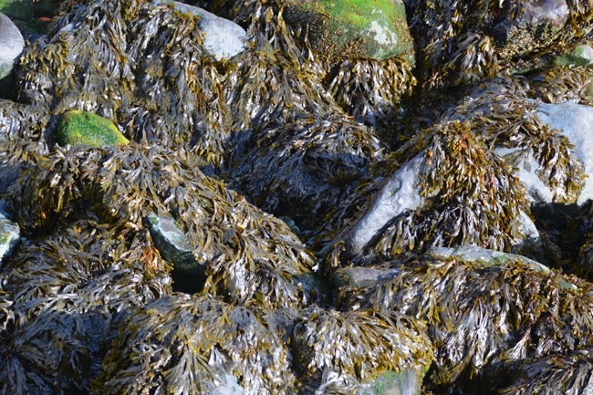 Seaweed on rocks